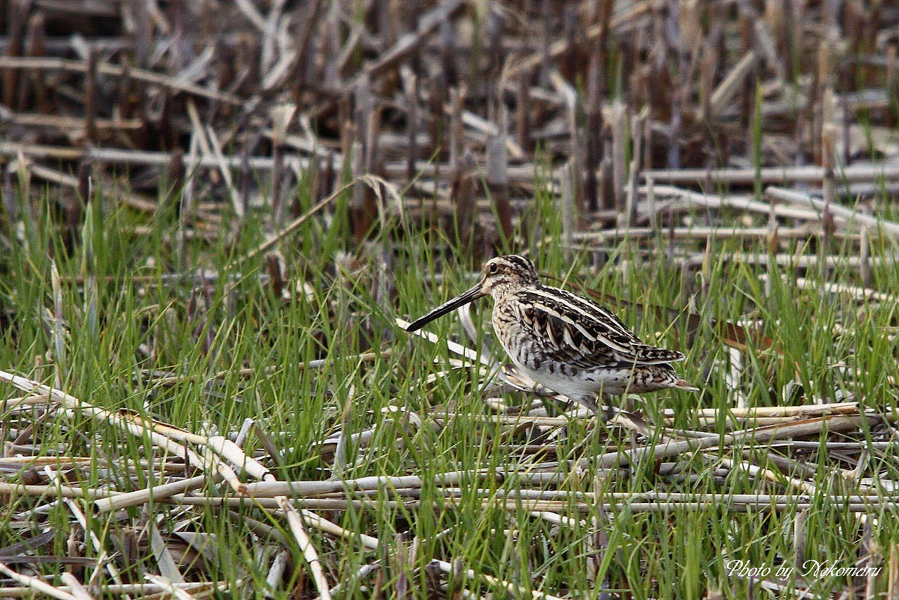 タシギ