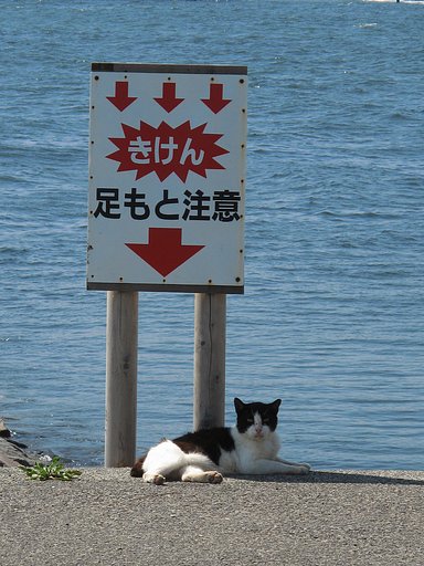 [猫]間違いです！