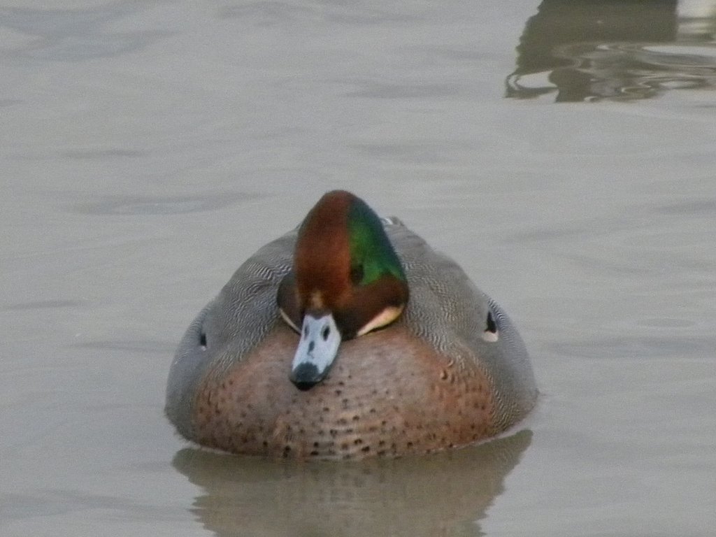 ハーフ　ヨシガモ②