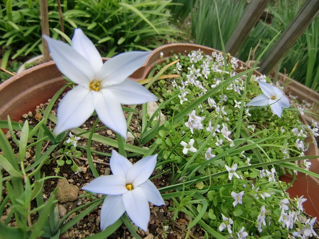 花韮（ハナニラ）