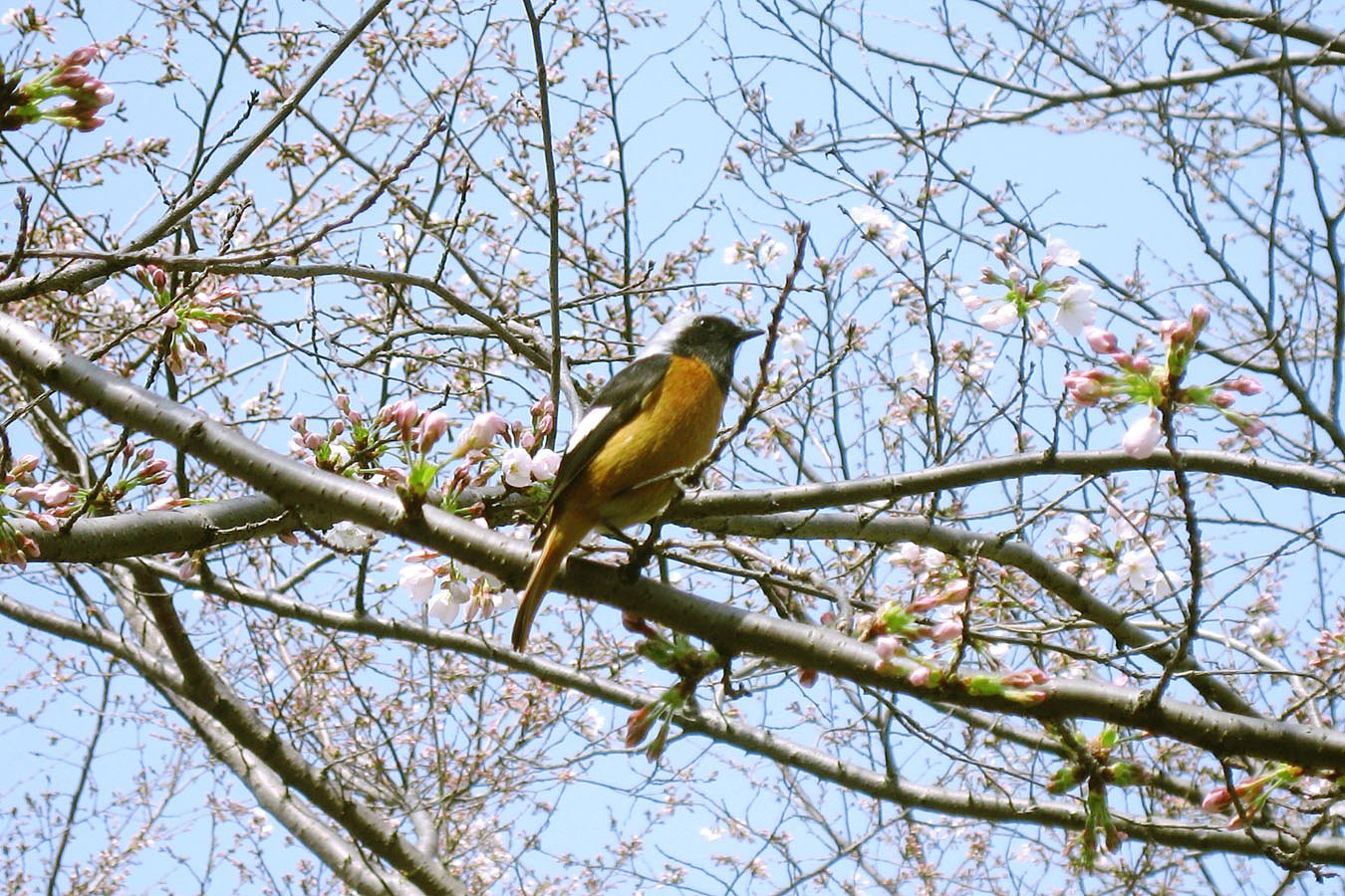 【凛】桜にジョウビタキ