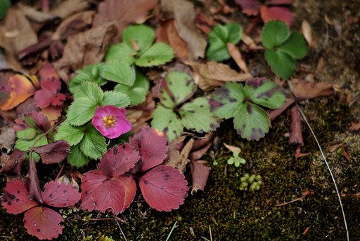 ワイルドストロベリーの花