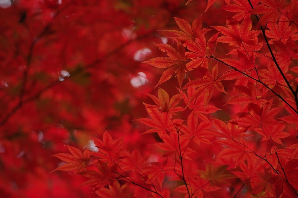 紅葉