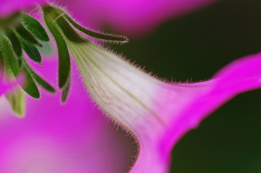花灯り　Ⅱ