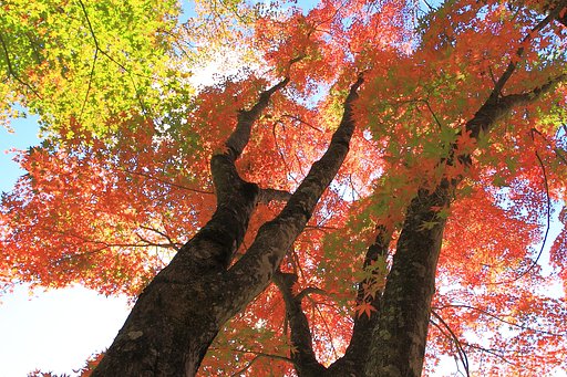 紅葉−Ⅰ