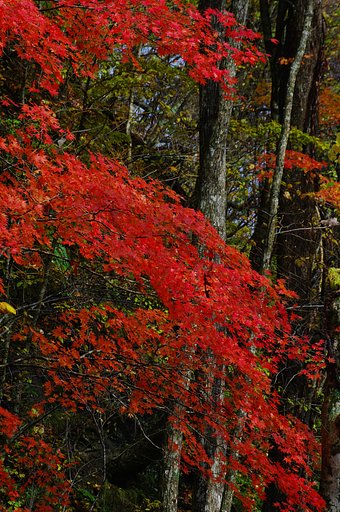 真っ赤な紅葉