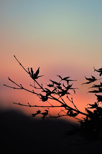 秋、夕方の空