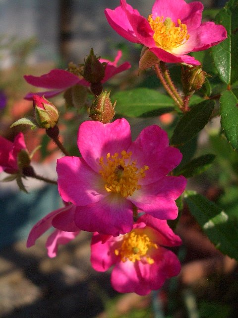 鮮やかな花色