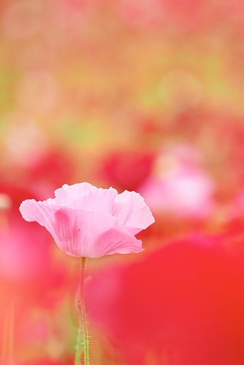 ＰＯＰＰＹ