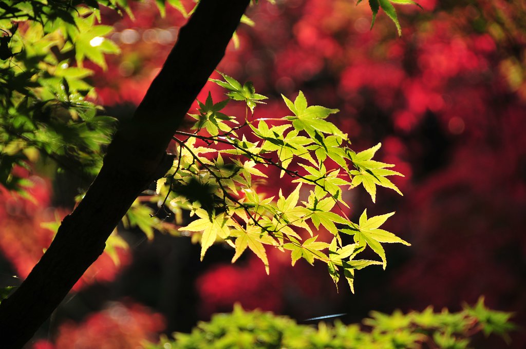 東濃地方の紅葉