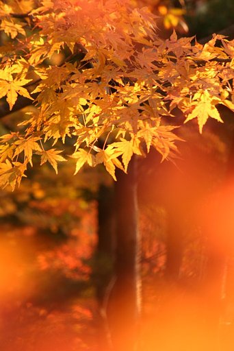 【秋】色