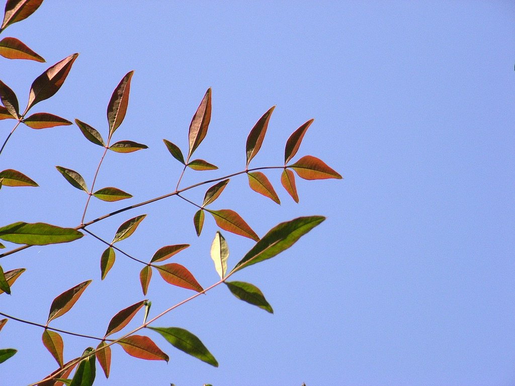 【秋】南天
