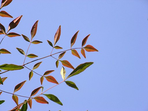 【秋】南天