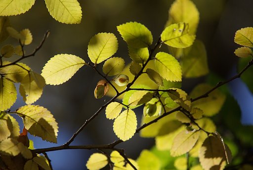 【秋】　黄色燦然