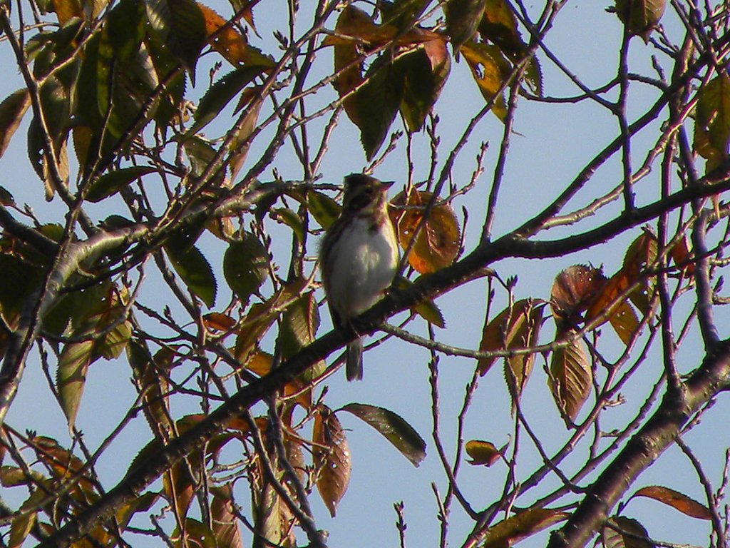 すみません同じ鳥です