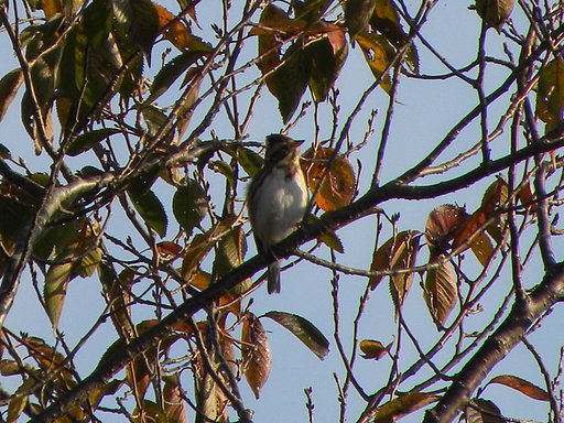 すみません同じ鳥です