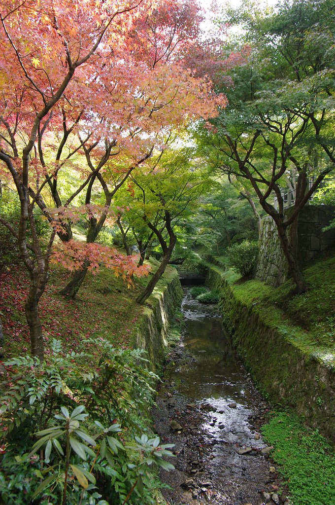 色づきはじめた通天橋