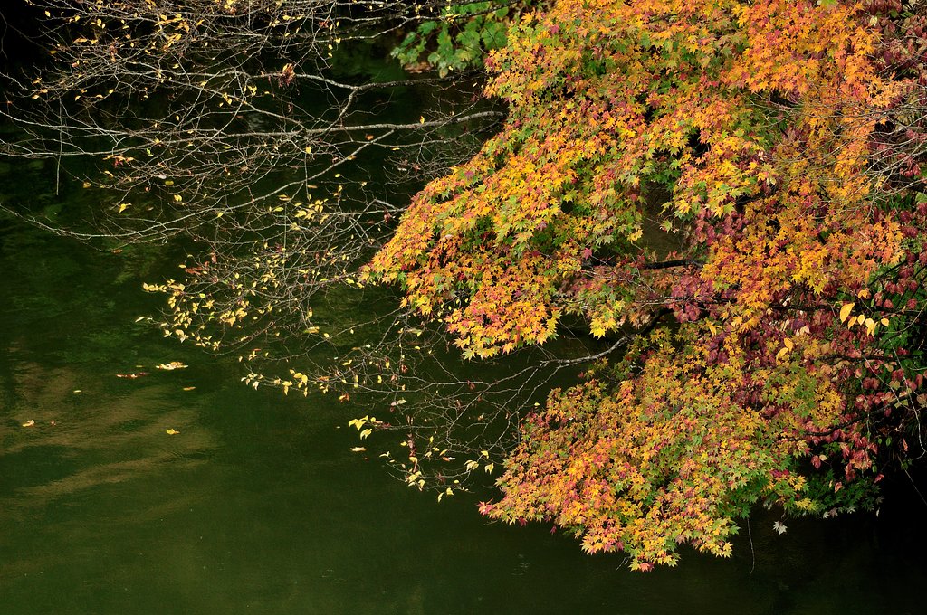 最上川河畔の紅葉