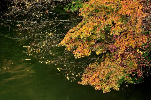 最上川河畔の紅葉