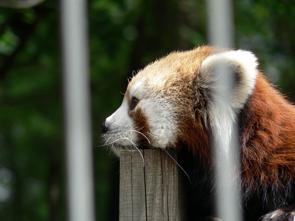 茶臼山動物園のレッサーパンダ③