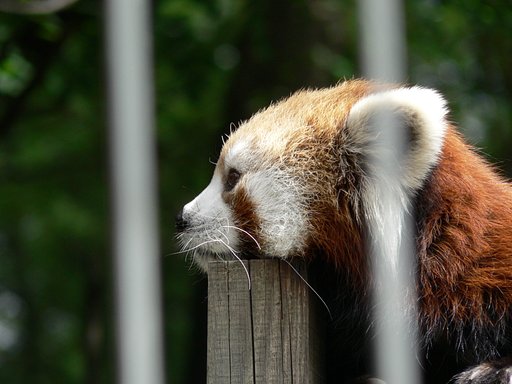 茶臼山動物園のレッサーパンダ③