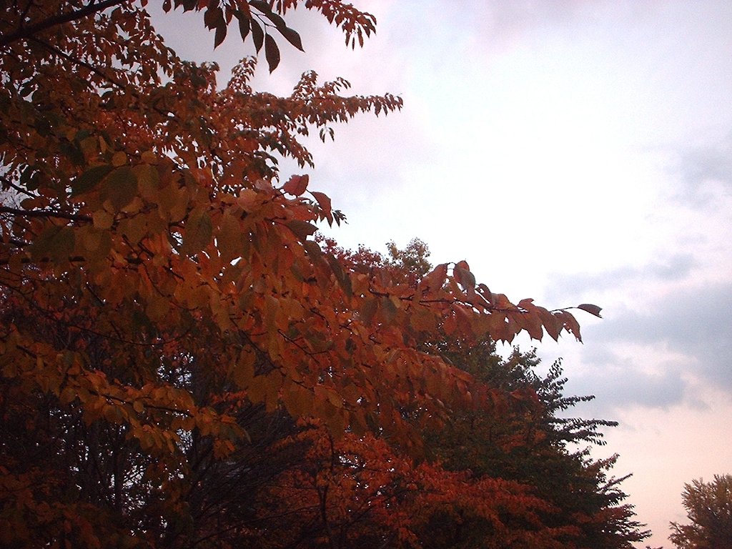 公園