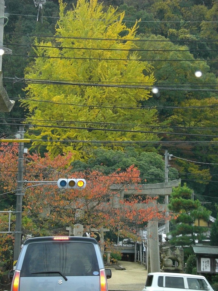 情けない紅葉