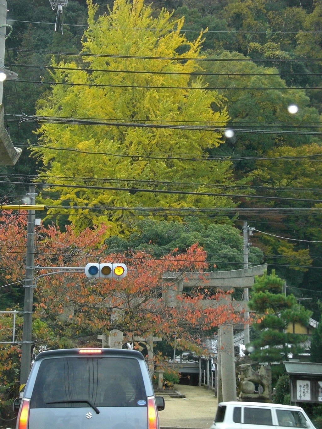 情けない紅葉