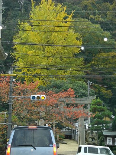 情けない紅葉
