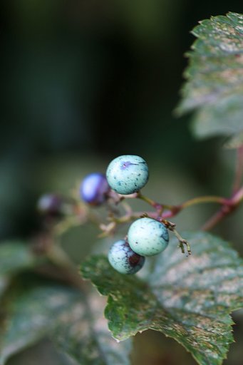 【秋】を飾る