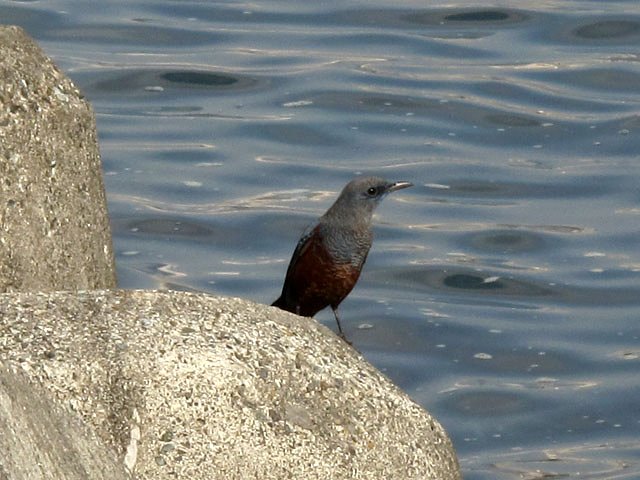 海辺の小鳥