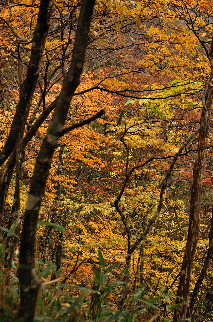 山の紅葉