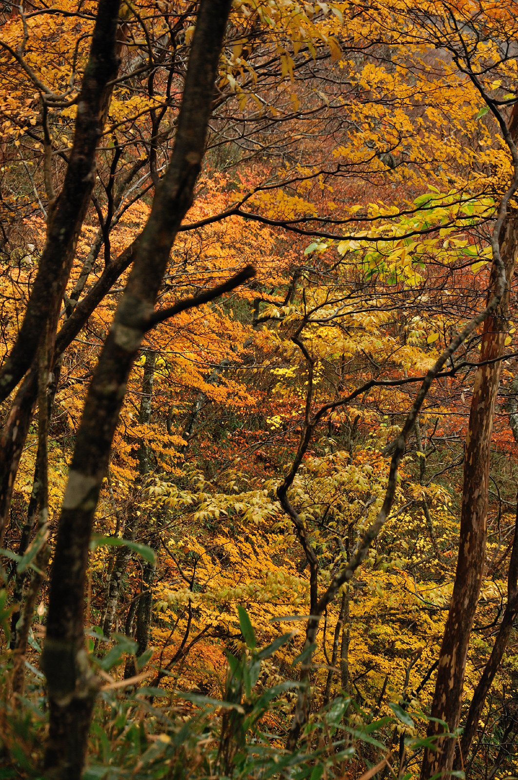 山の紅葉