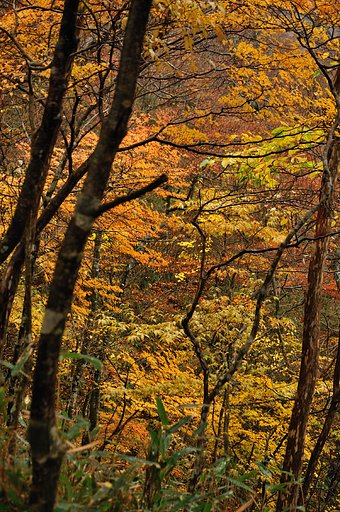 山の紅葉