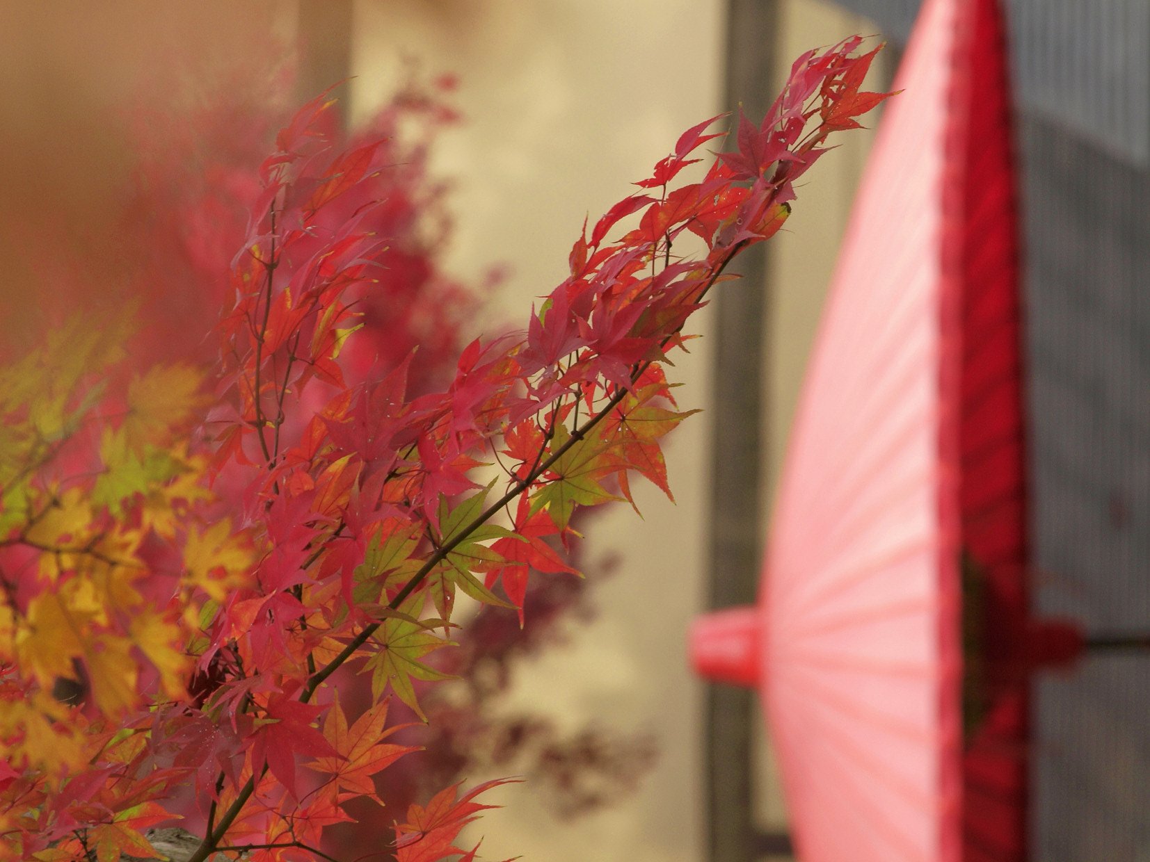 紅色を競う