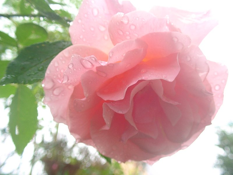雨にうたれて
