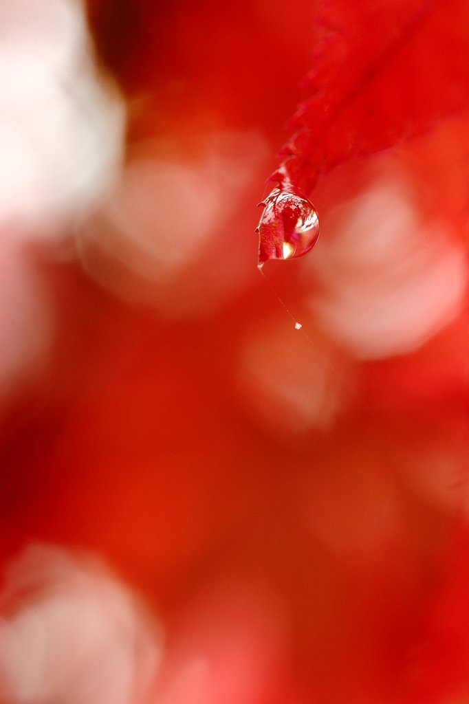【秋】紅玉
