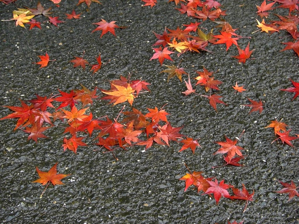雨に
