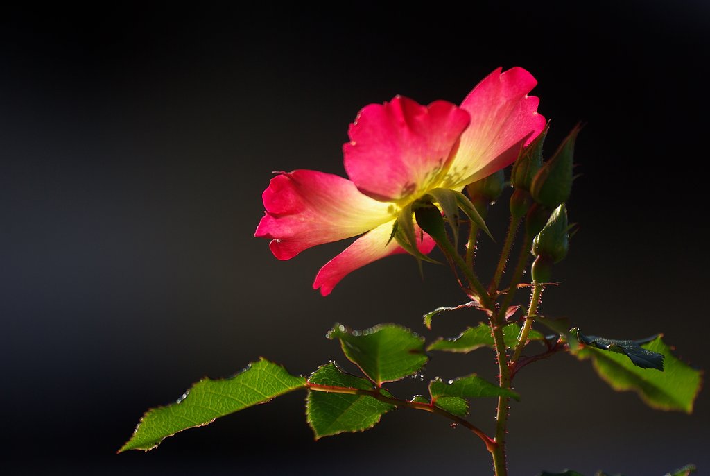 朝の薔薇