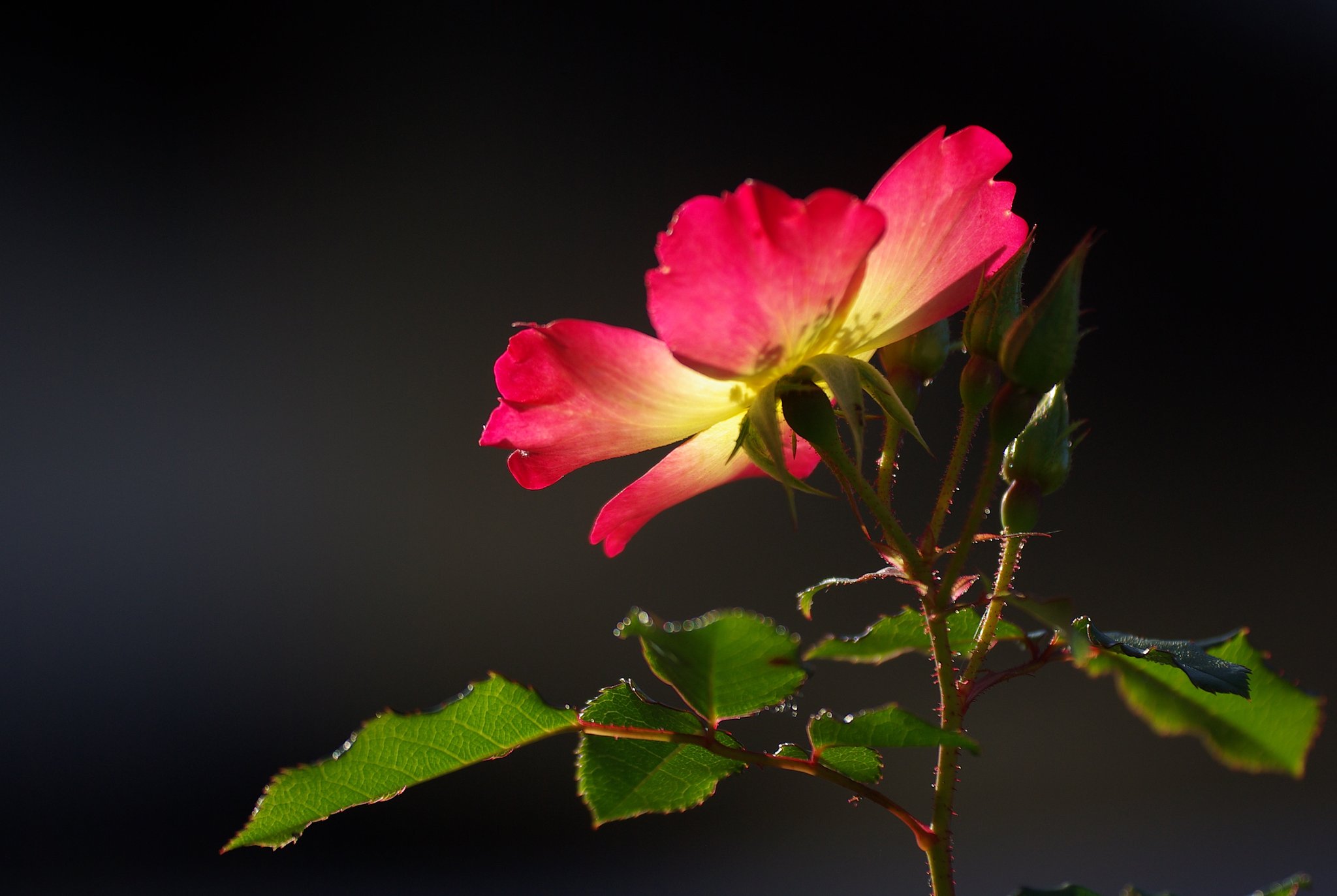 朝の薔薇