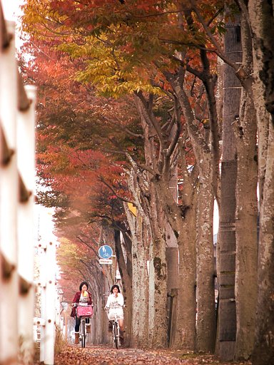 並木道の景色