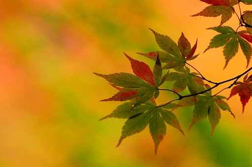 【秋】変化（へんげ）