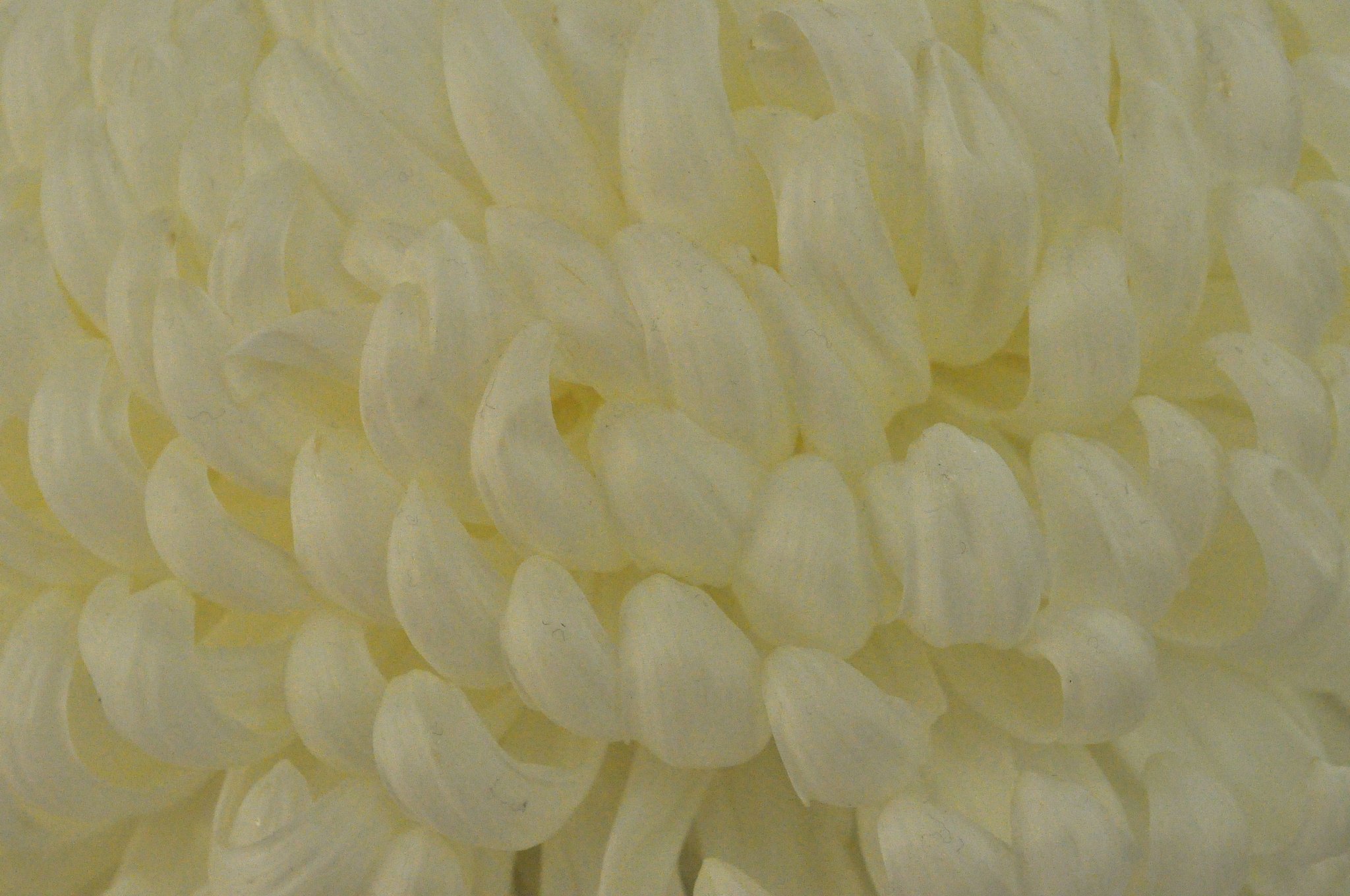 菊3
