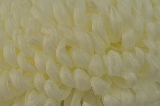 菊3