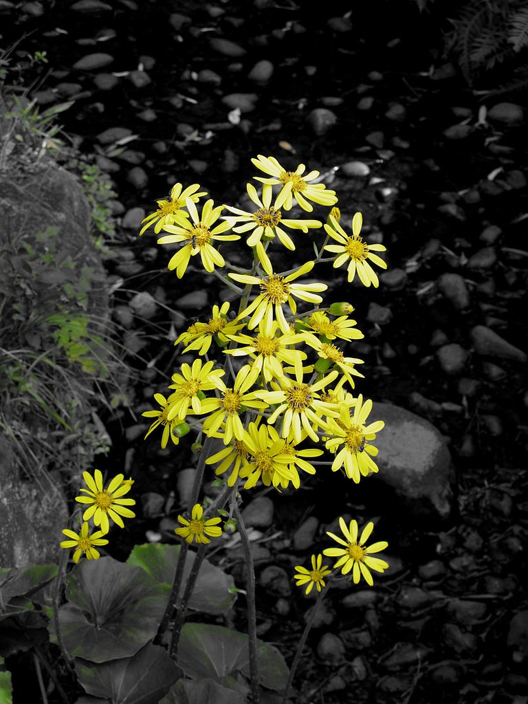 つわぶきの花
