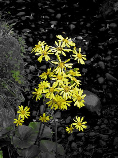 つわぶきの花