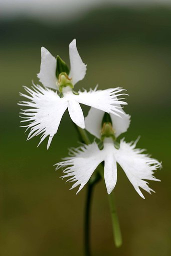 平和の使者