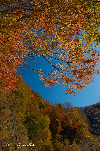 秋の光景