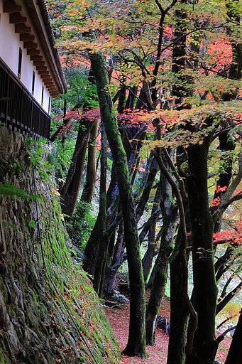 揖斐川町 谷汲の秋