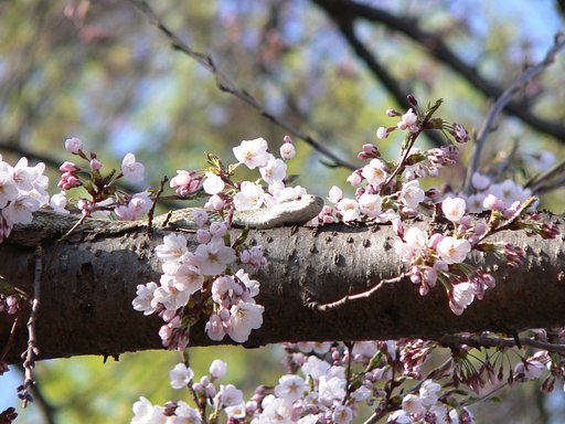 足のない蛇、ふつー？